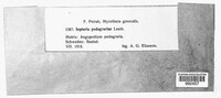 Mycosphaerella podagrariae image